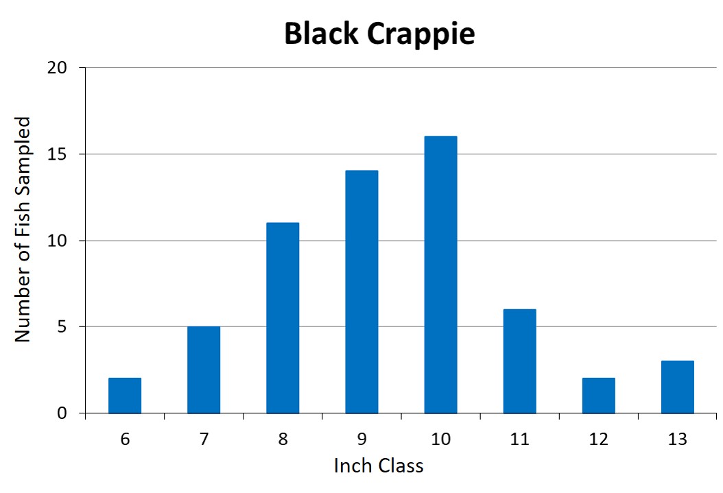 Black Crappie Length frequency graph