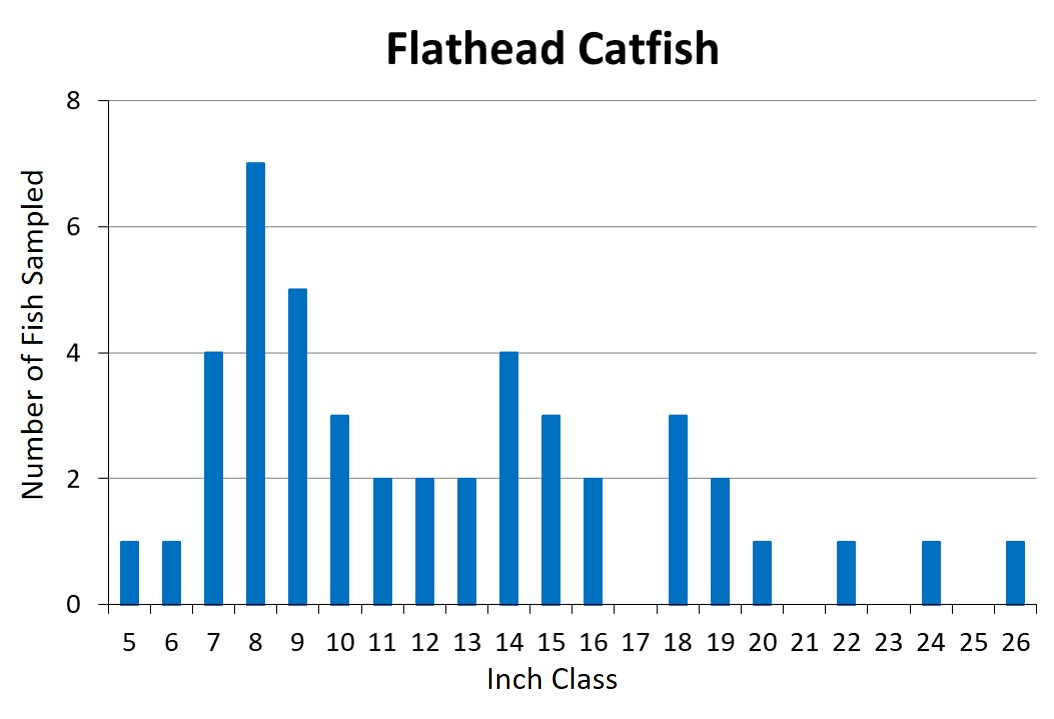 Flathead Catfish Length frequency graph