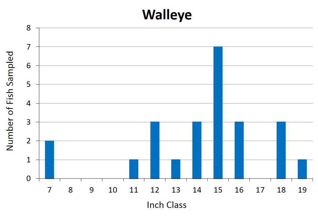 Walleye Length frequency graph