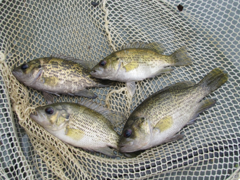 Rock bass can be caught targeting areas with shallow rocky banks with moderate current.