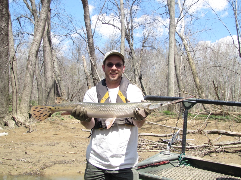 Longnose gar can be found in to slower pools of the upper Green River.