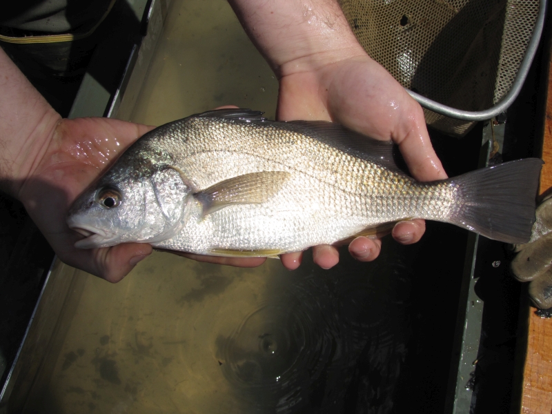 Freshwater drum also call the upper Green River home.