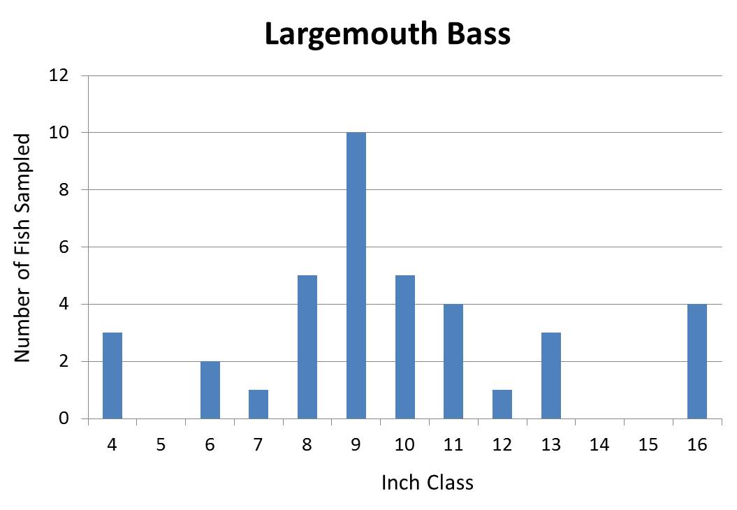 Largemouth Bass Length frequency graph