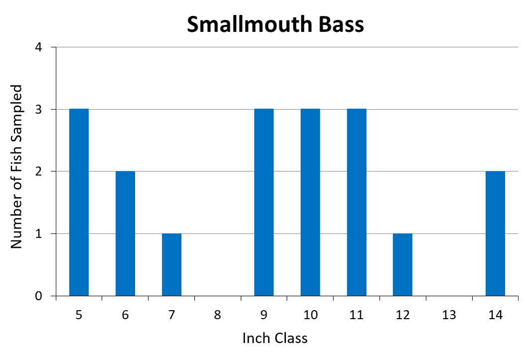 Smallmouth Bass Length frequency graph