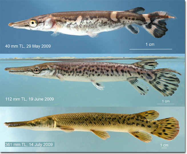 gar species 