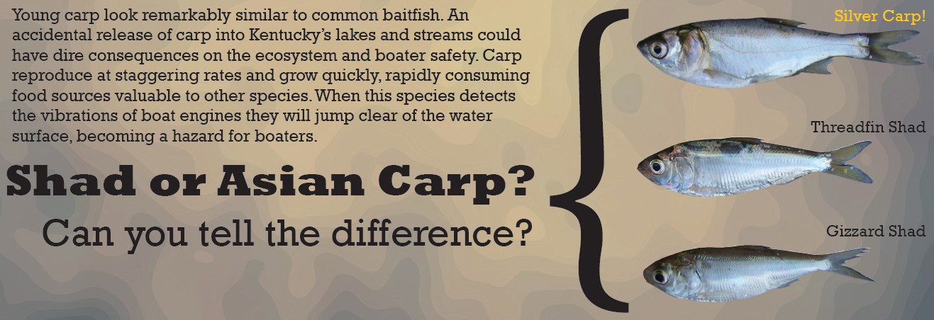 Young Carp look remarkably similar to common baitfish. An accidental release of carp into Kentucky's lakes and streams could have dire consequences on the ecosystem and boater safety. Carp reproduce at a staggering rates and grow quickly, rapidly consuming food sources valuable to other species detects the vibrations of boat engines they will jump clear of the water surface, becoming a hazard for boaters.