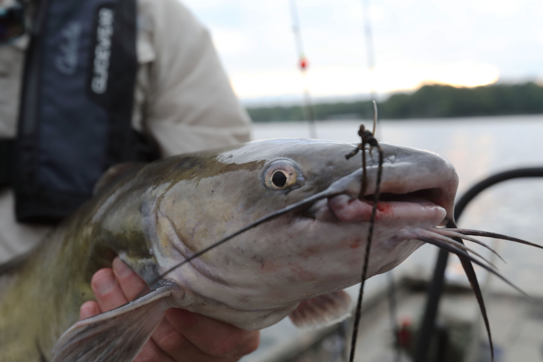 Effective Catfish Rigs for a Successful Fishing Trip