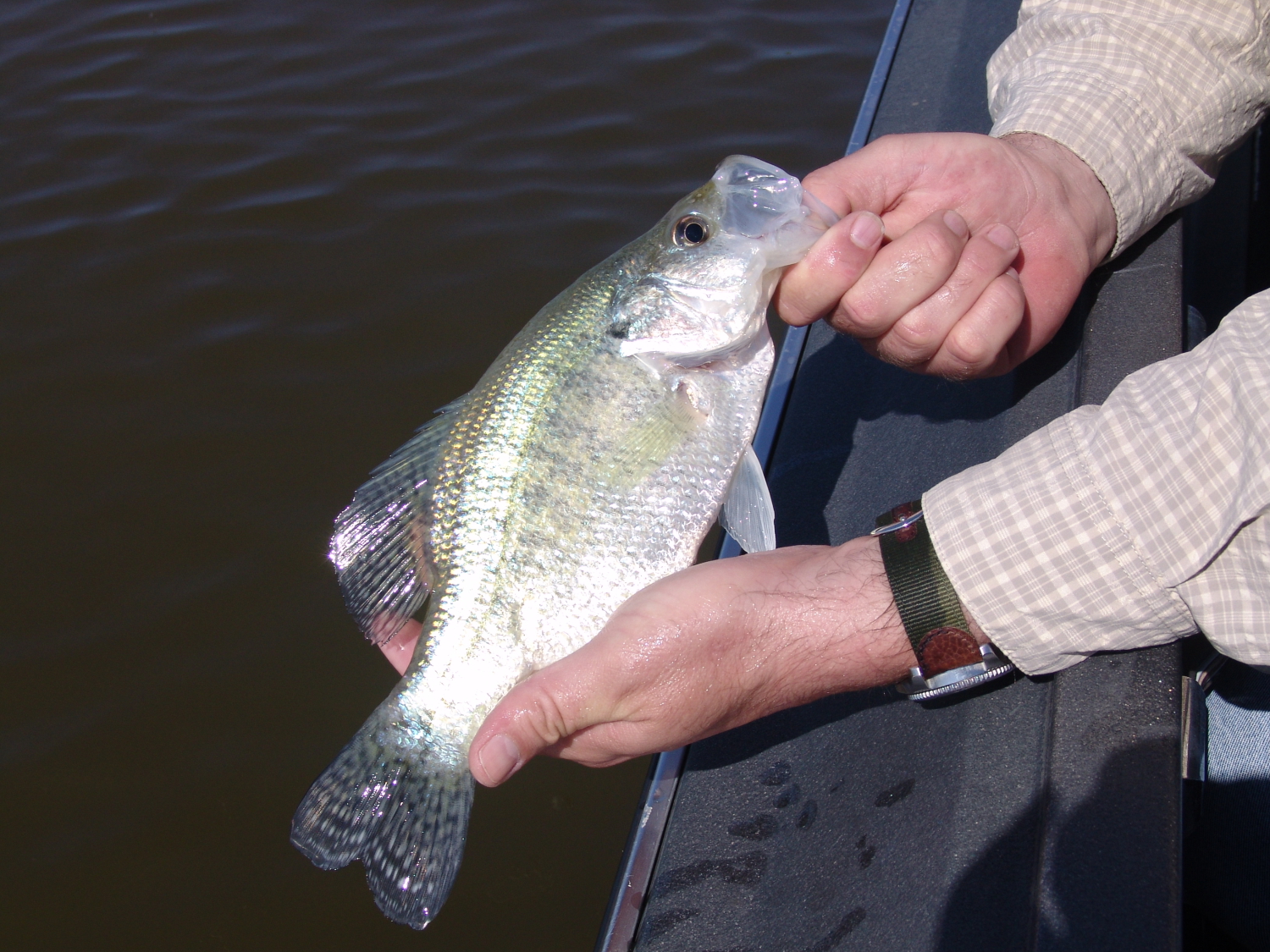 Hands are holding up a Crappie
