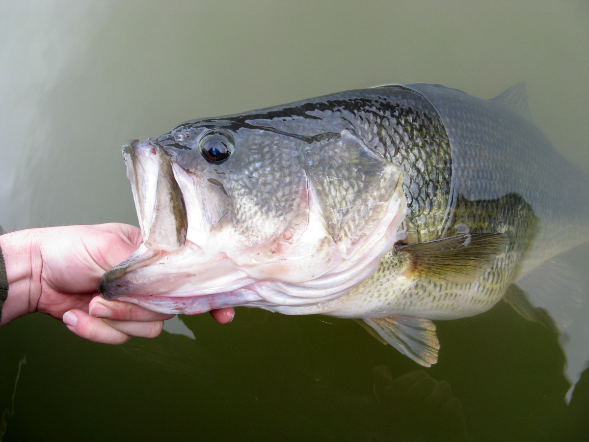 Hands pulling out a largemouth bass from the water