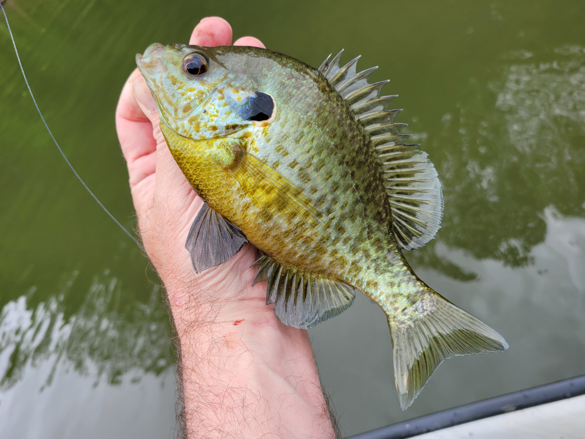 a hand is holding a redear sunfish