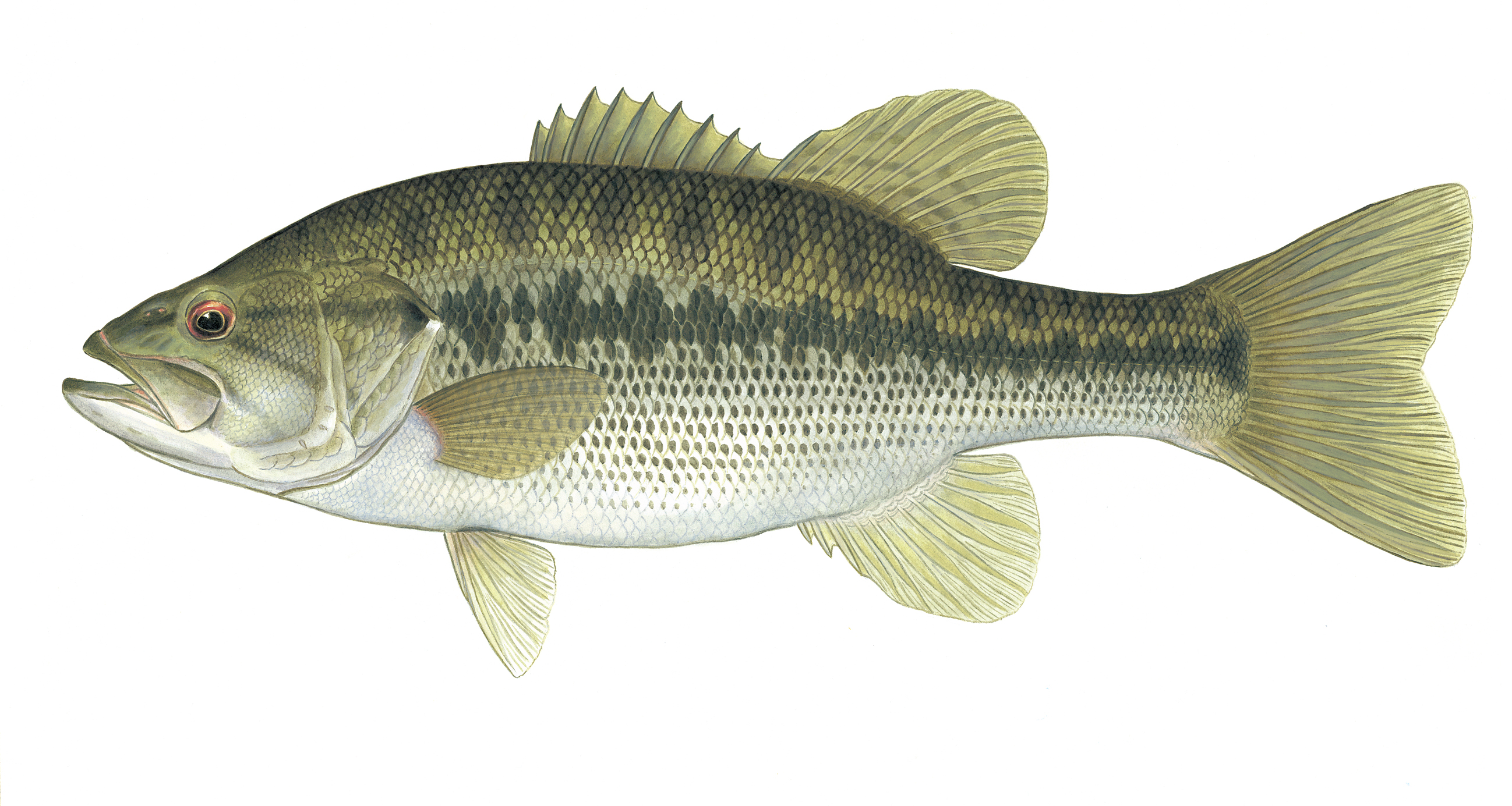 Illustration of an Spotted Bass