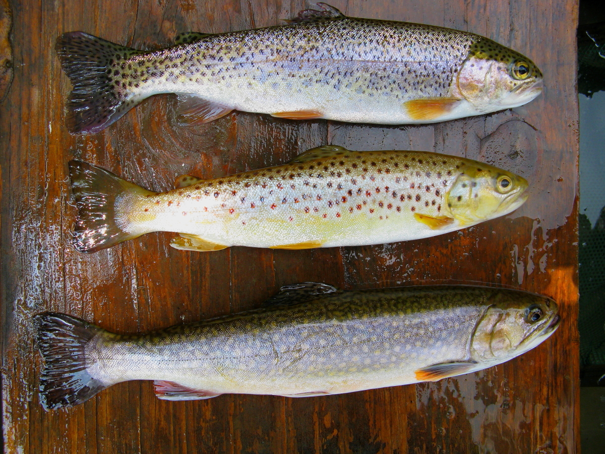 three trout lined up on a boat