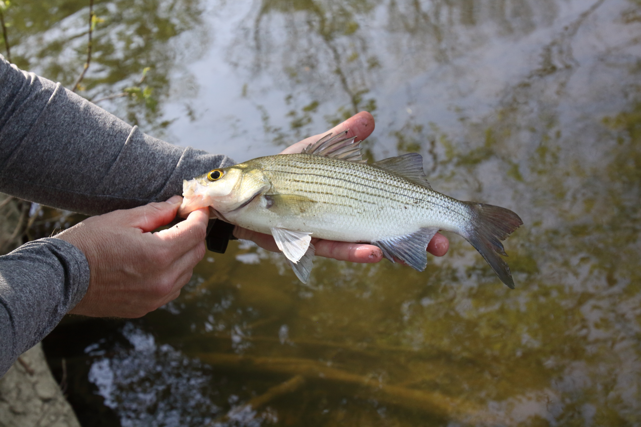 An angler is holding of a white bass