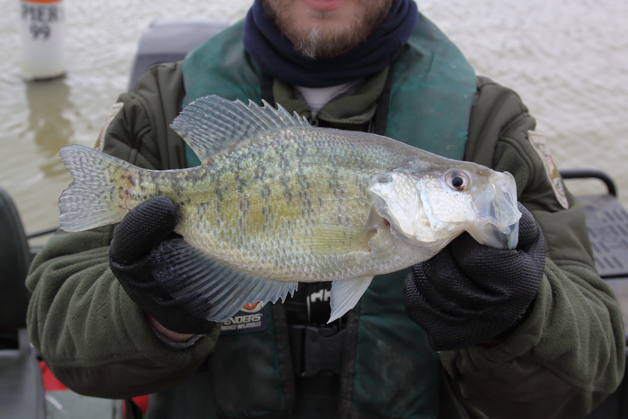 A person is holding up a large crappie