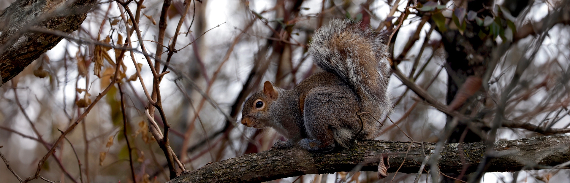 0420-Agency-Grey-Squirrel-winter