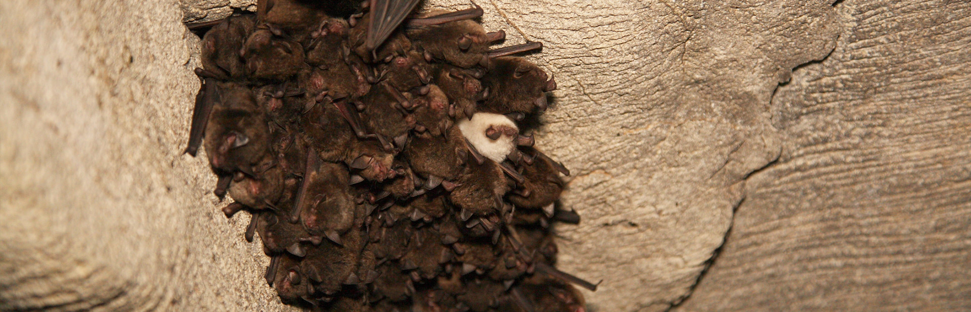 Bats on a cave ceiling
