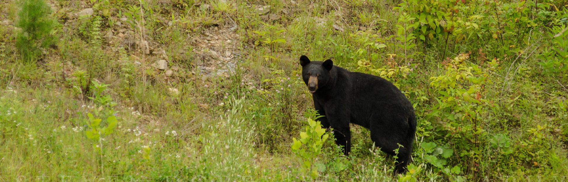 Black Bear in field