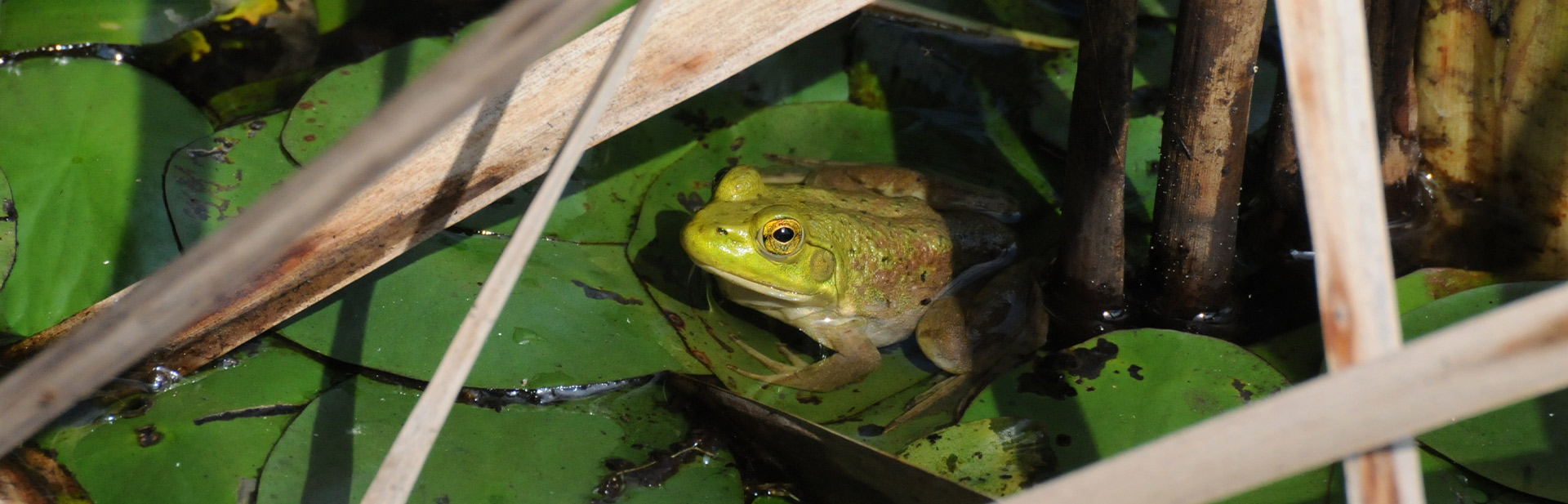 Bull frog on lillypads