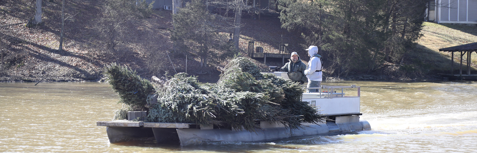 Photograph showing two men on a barge filled with Chirstmas trees