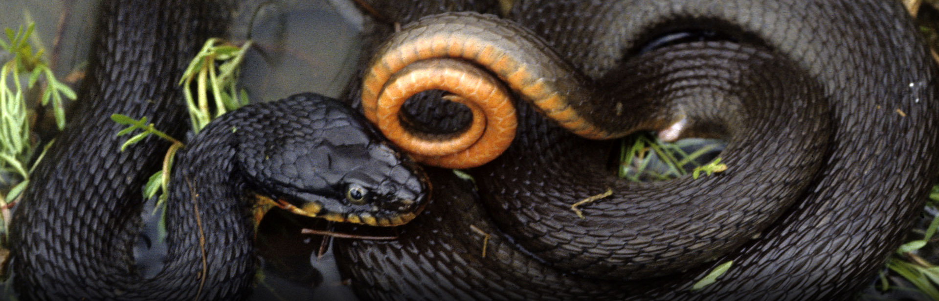 Copperbelly Water Snake, John MacGregor photo