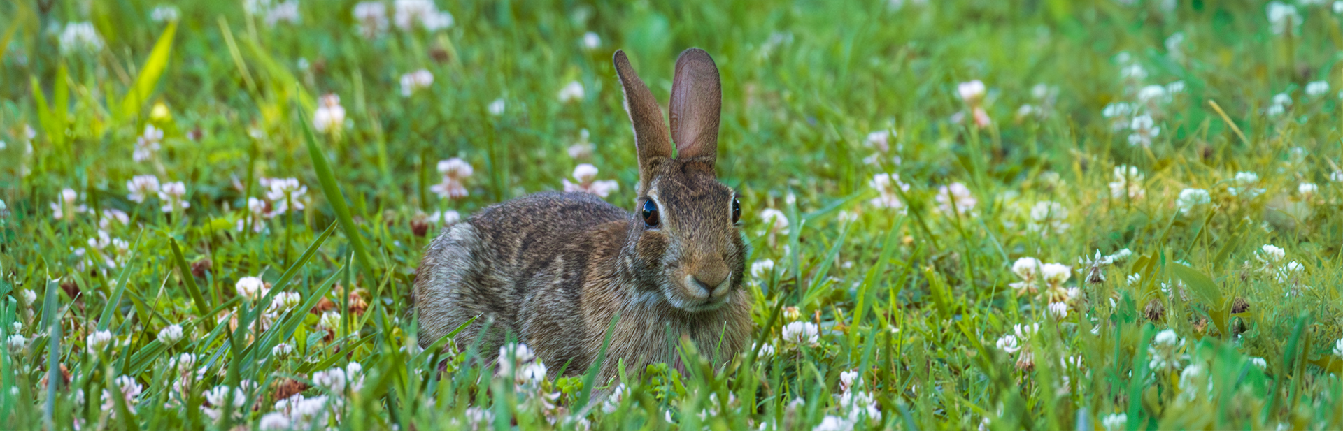 Cottontail-banner