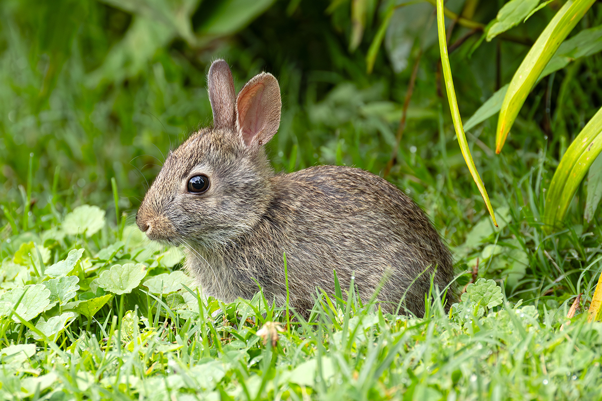 CrKDFWR-immature-cottontail-DES