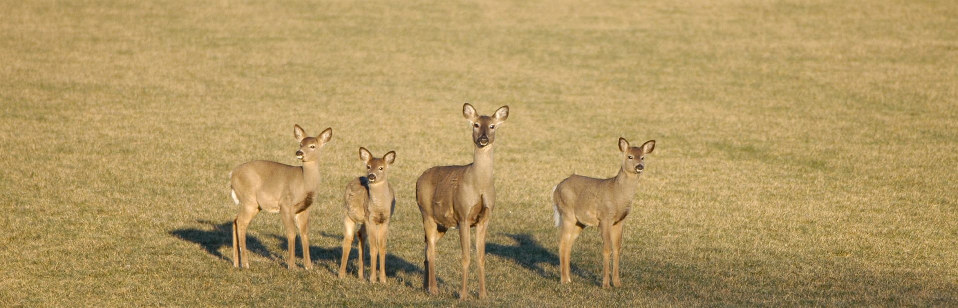 Small Herd of Deer in a field
