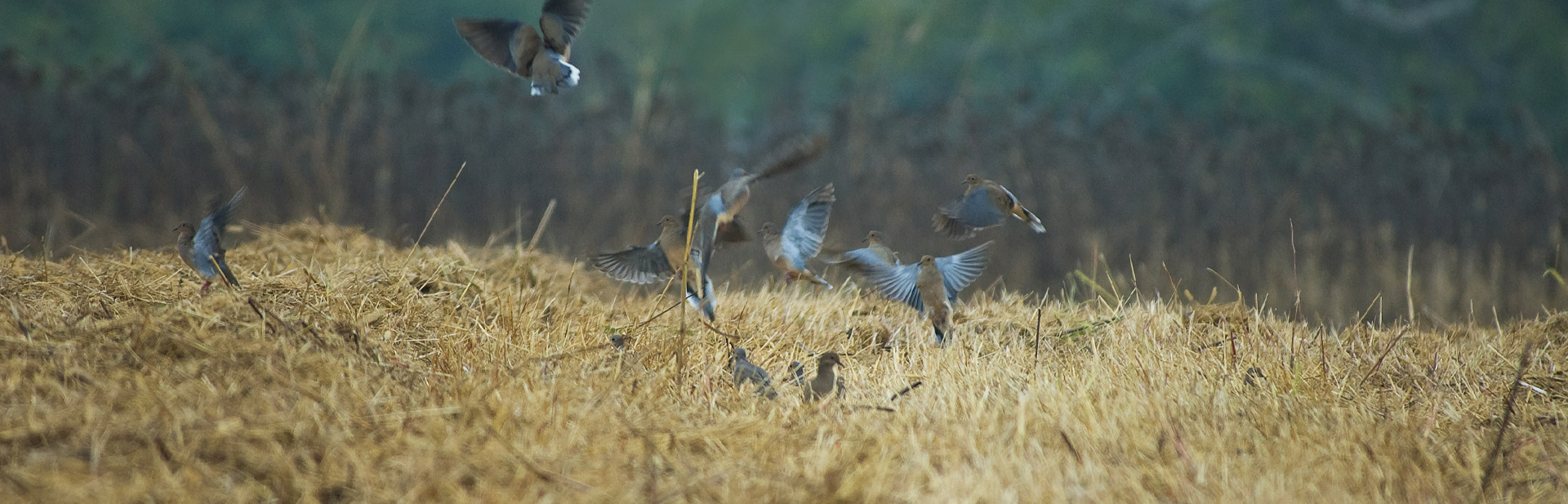 Flock of Doves in a Field Banner image