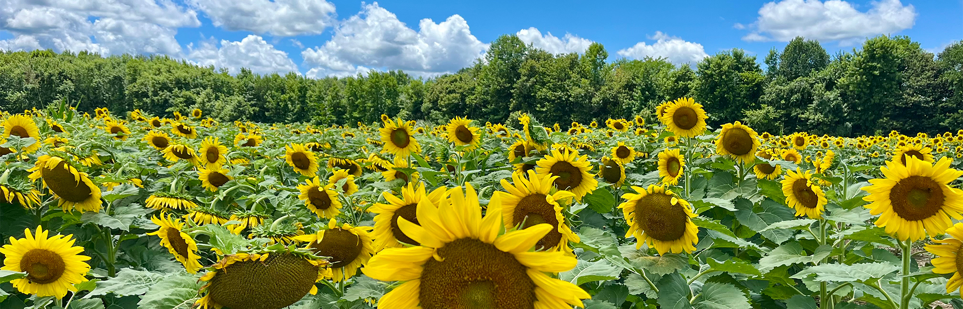 Dove-fields-sunflowers