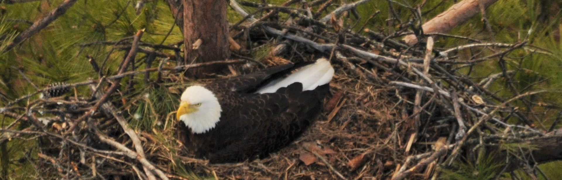 Bald eagle in a nest