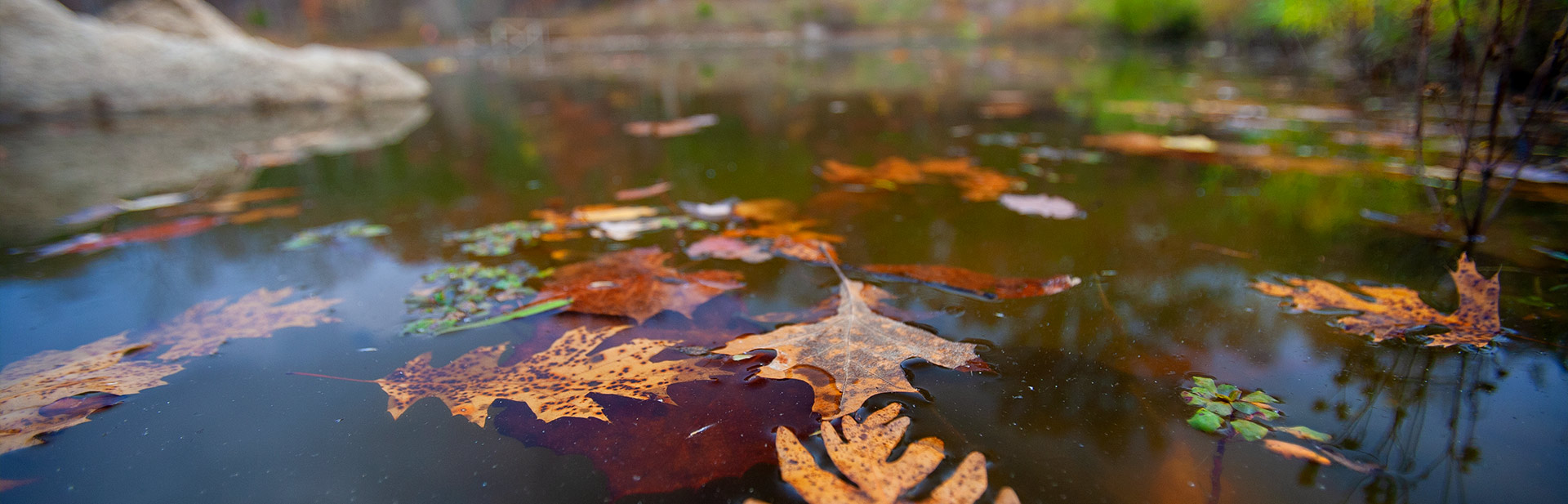 a farm pond covered in fall leaves