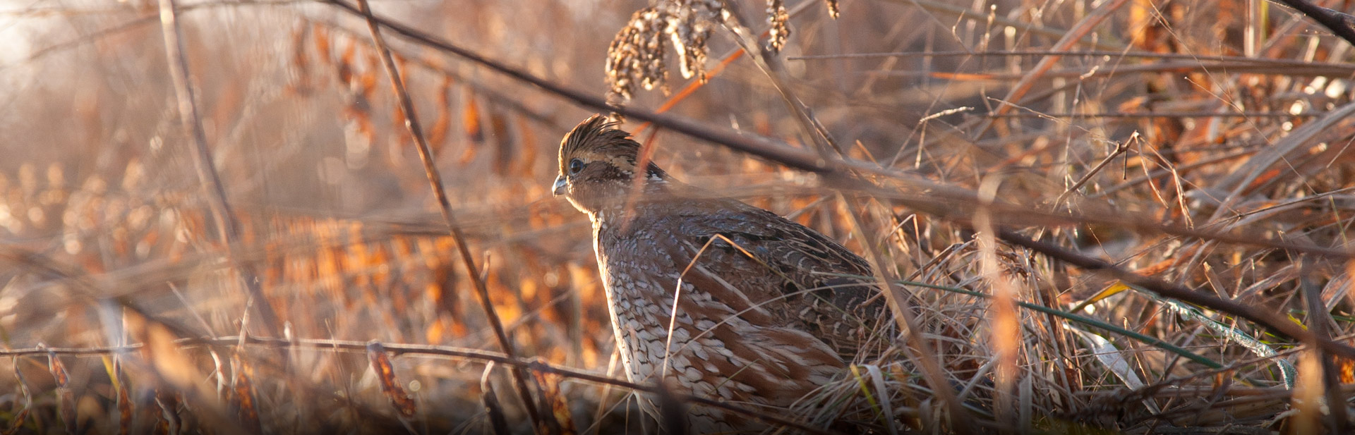 quail in grass
