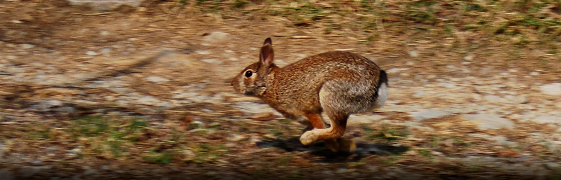 rabbit running