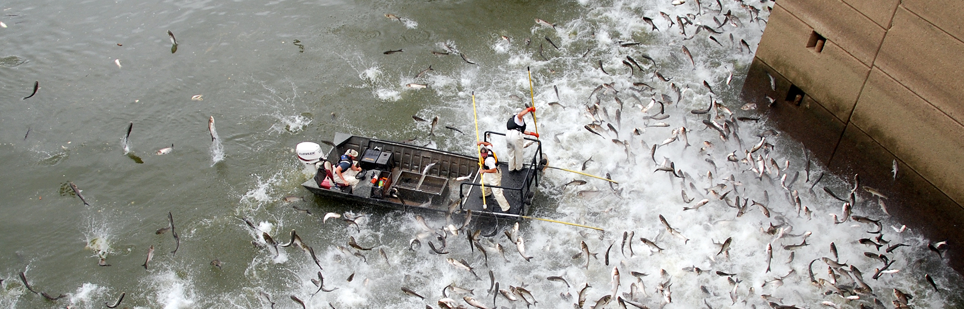 Invasive-Carp-Barkley-Dam-USFWS
