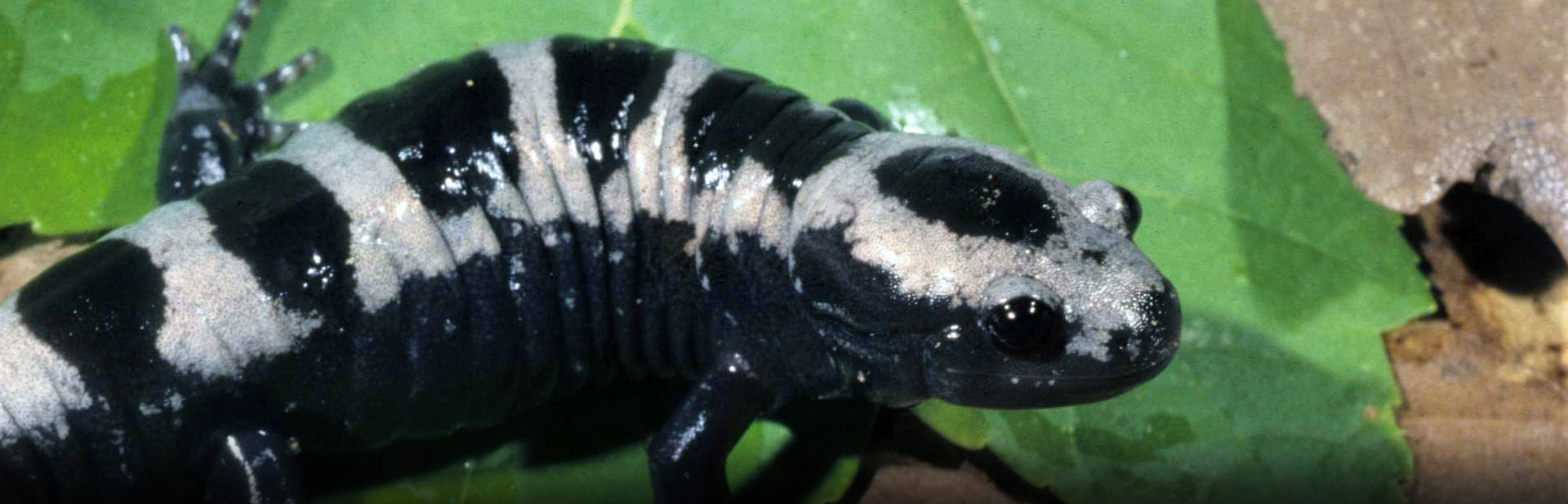 Marbled Salamander, John MacGregor photo