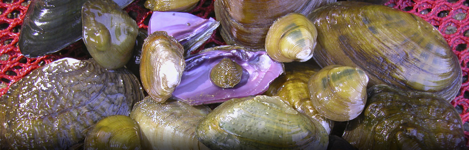 Mussels, Monte McGregor photo
