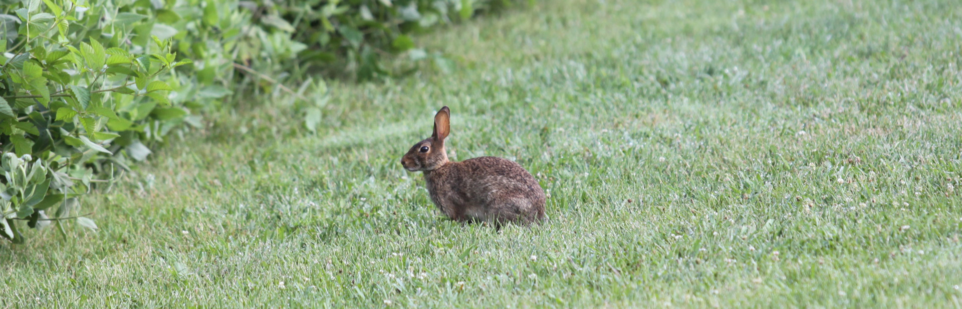Rabbit in a mowed lawn