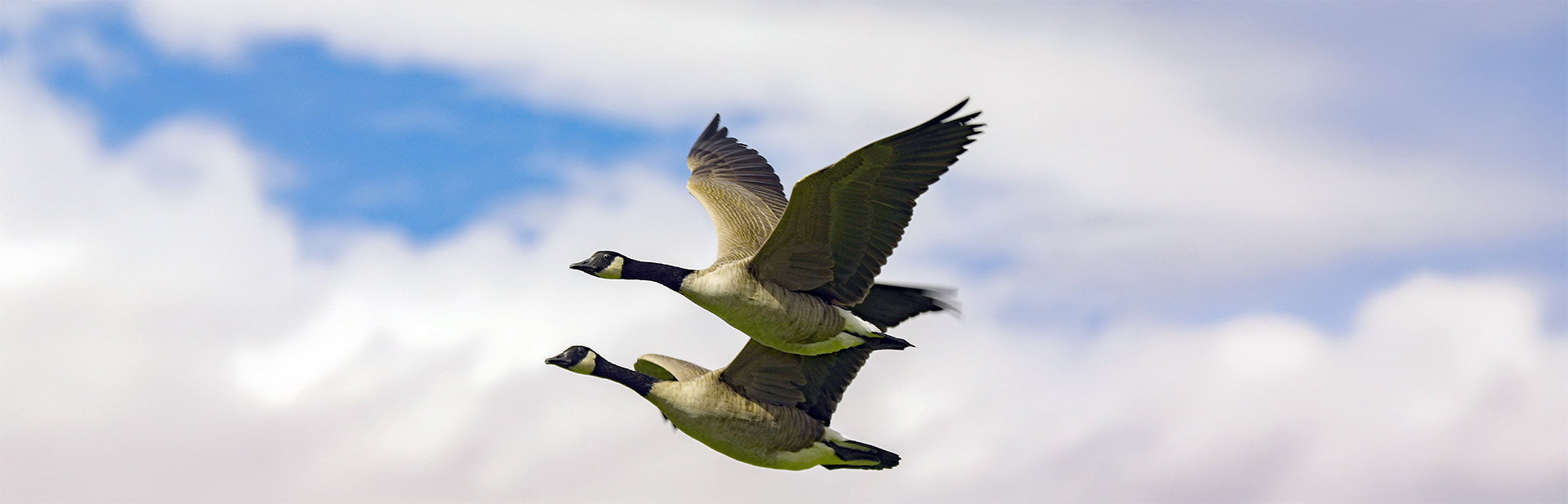 Report-Goose-banner