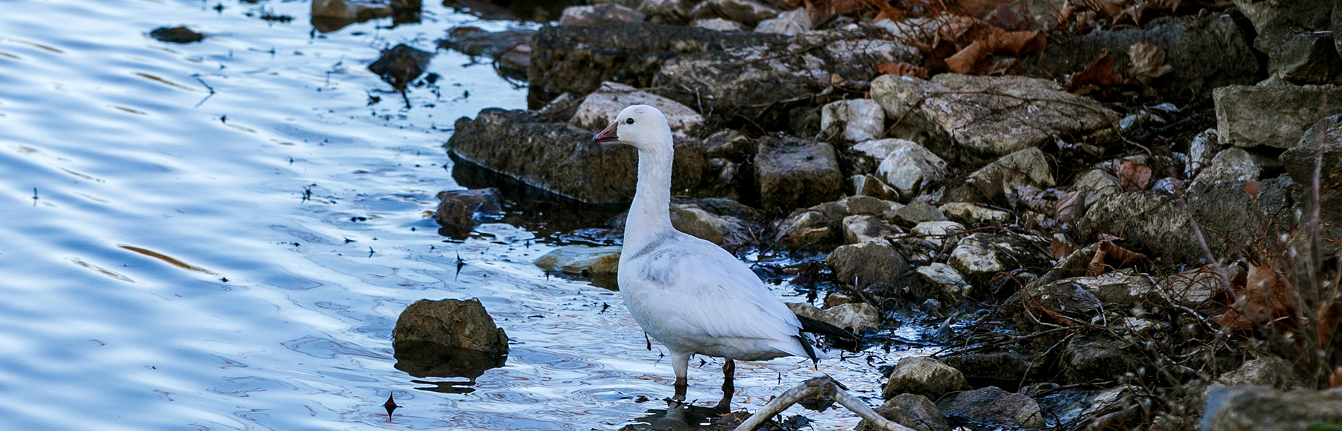 Snow-goose-banner