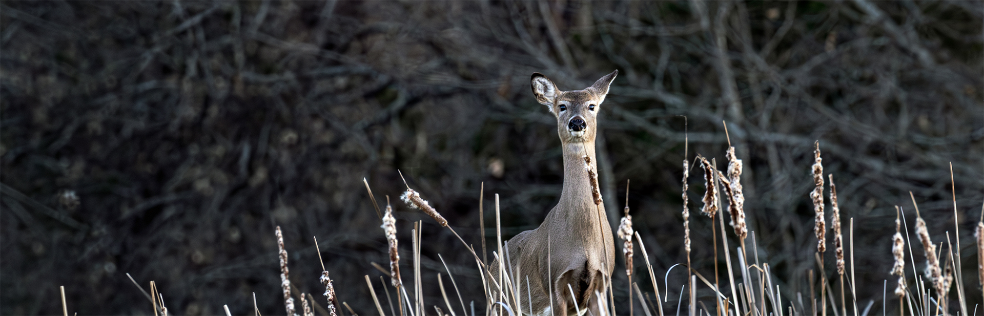 Whitetailed-deer-cattails-banner