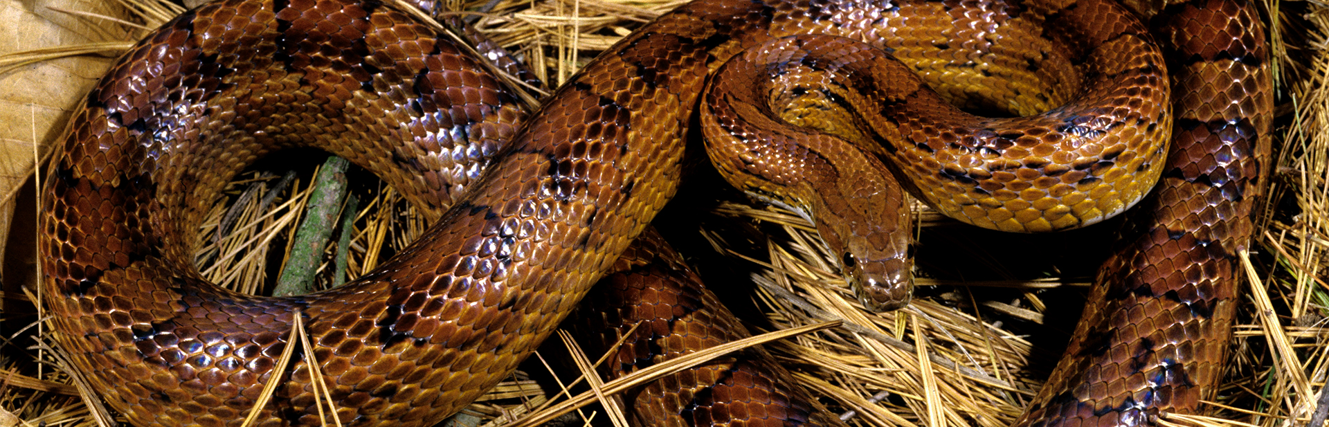 corn-snake-jmg-webbanner