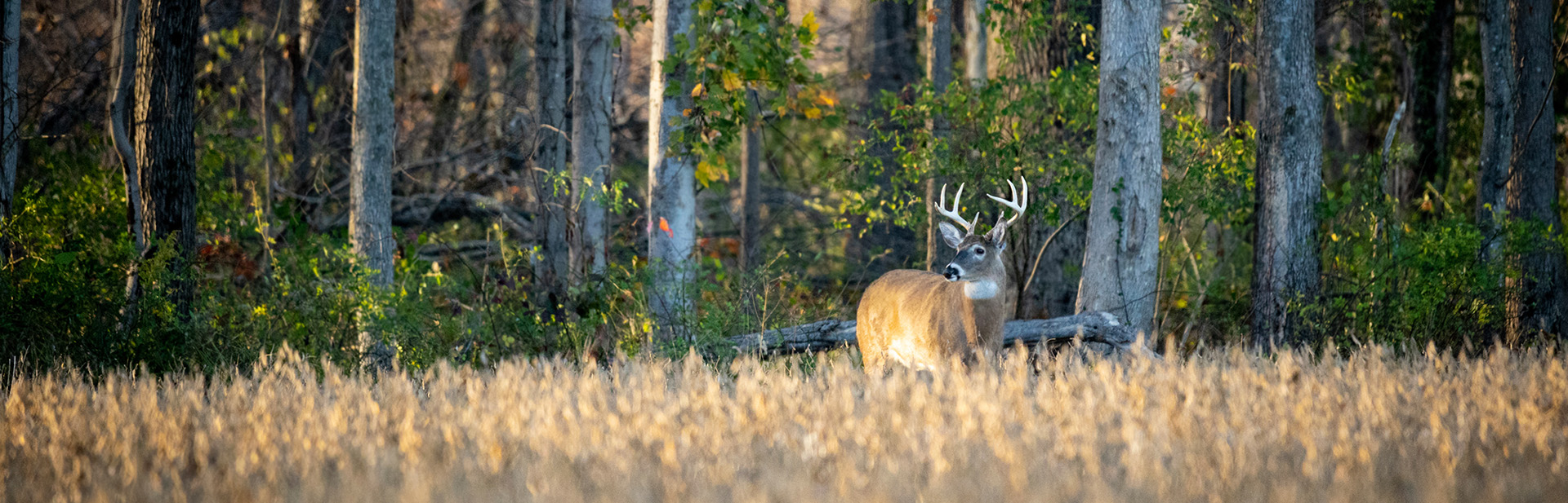 Buck in field, credit Chase Wininger, 2022