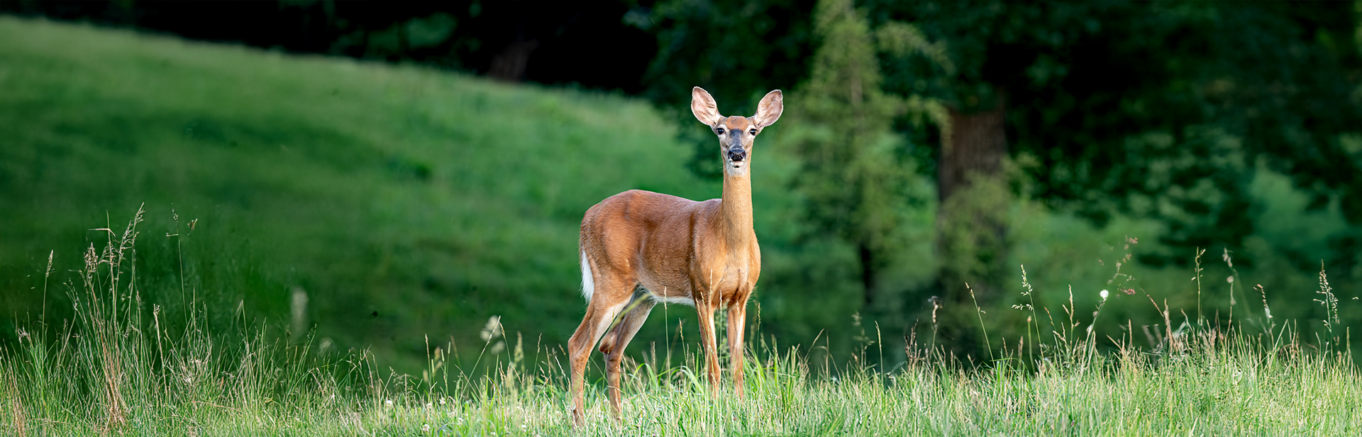 doe-deer-banner