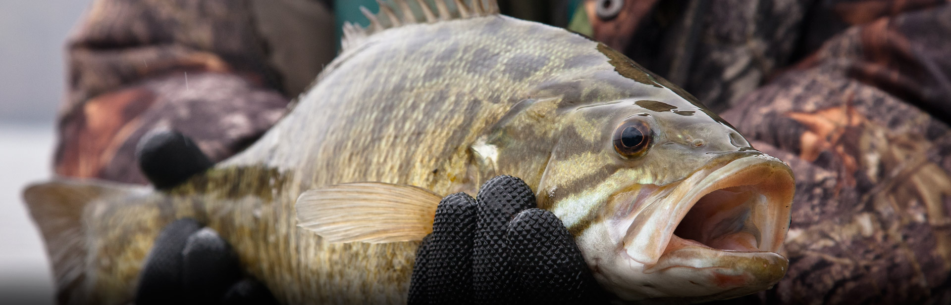Smallmouth being handled