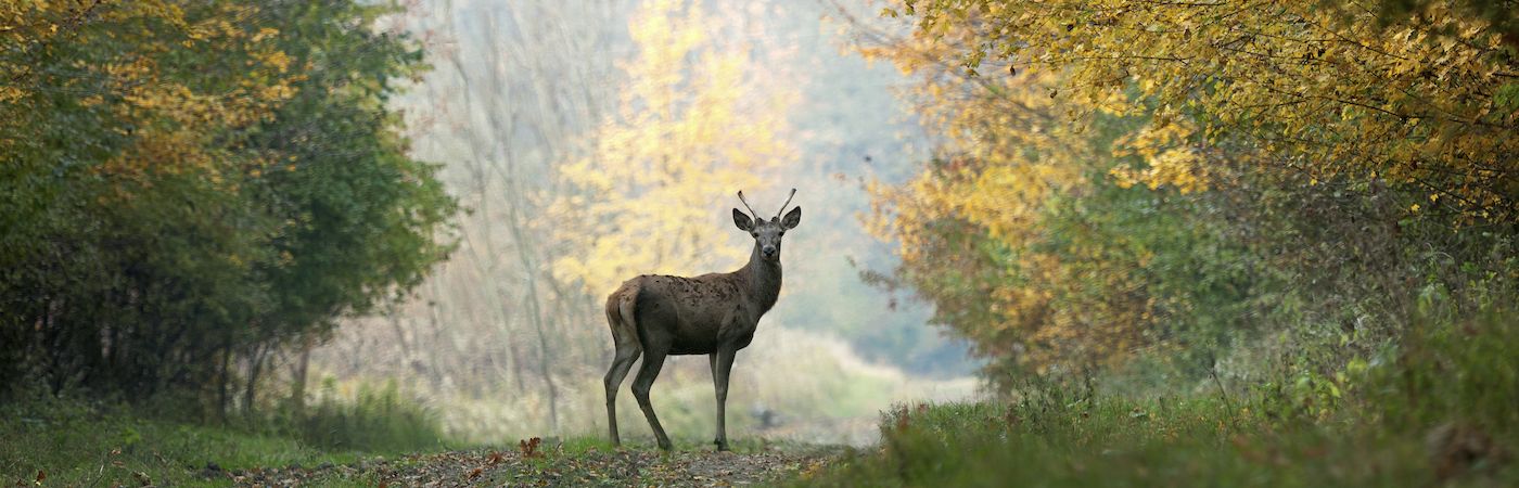 Roe Deer in a pasture