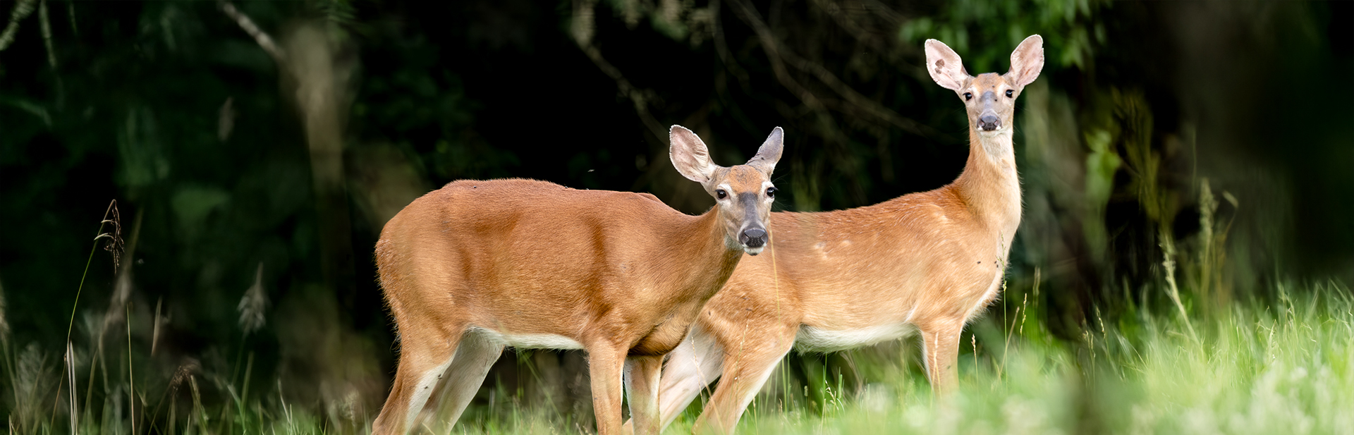 two-does-banner