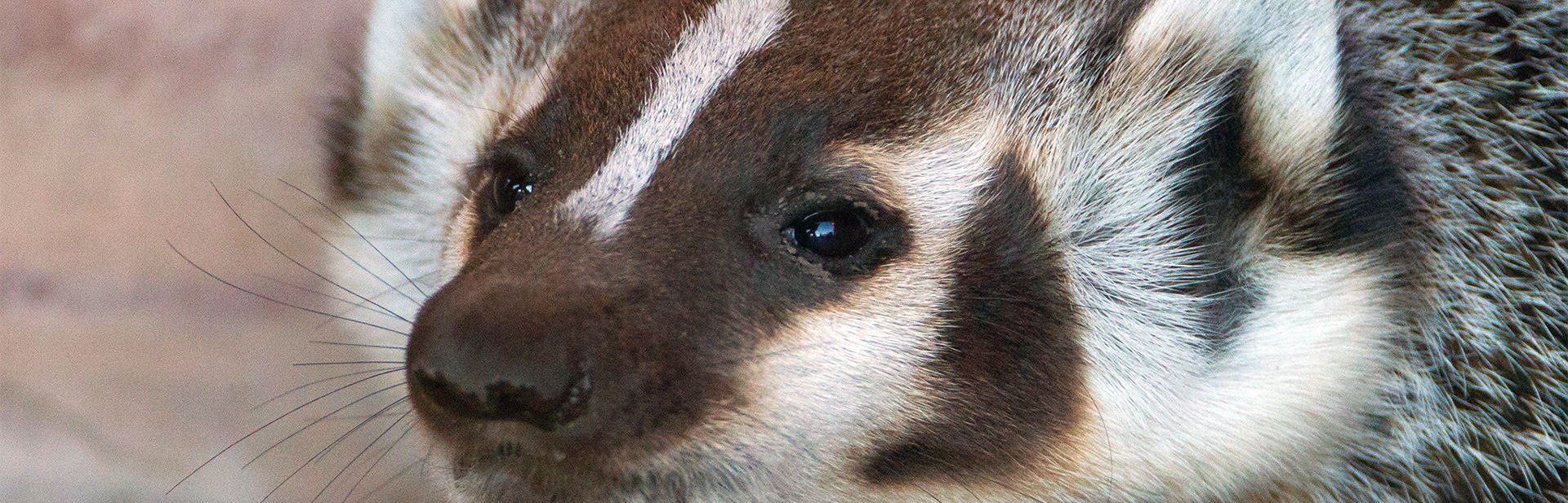 usfws-ash-meadows-nwr-badger