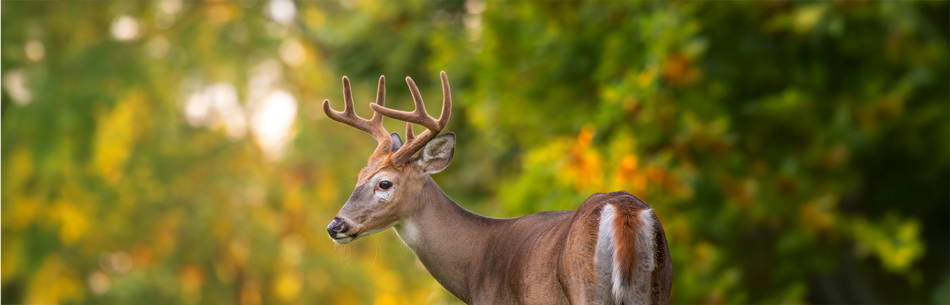 usfws-white-tailed-deer-velvet