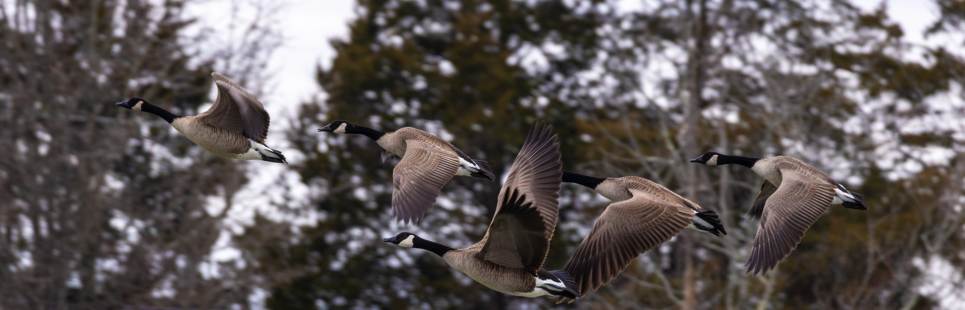 headquarters Canada geese in flight
