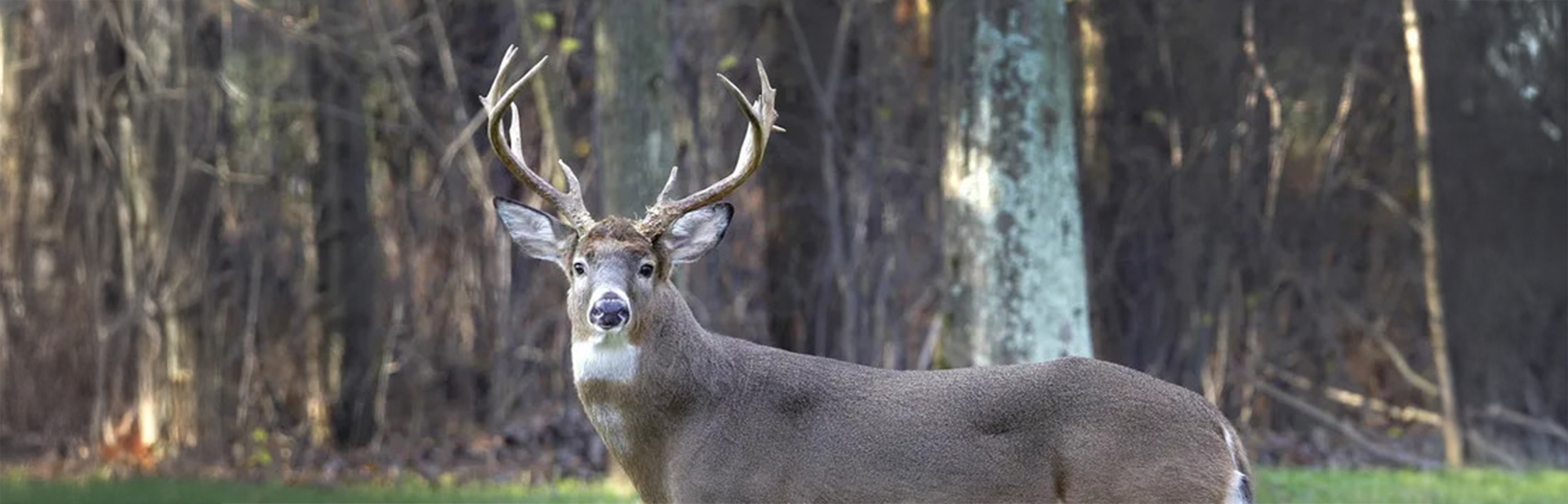 whitetail-deer-appbanner